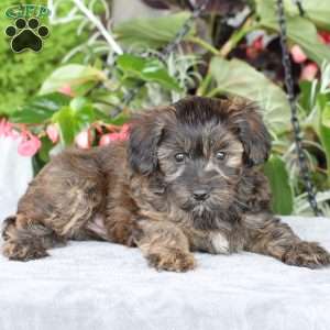 Rambo, Yorkie Poo Puppy